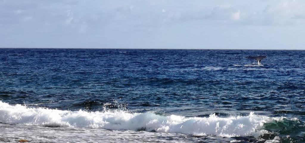 Villa de luxe de 10 pièces en vente Moorea, Polynésie Française